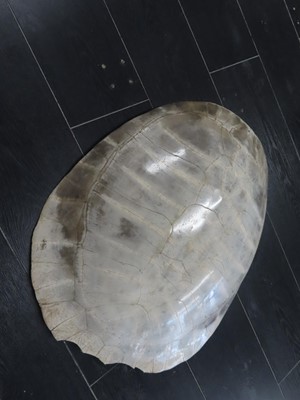 Lot 168 - AN EARLY 20TH CENTURY SOUTH AMERICAN RIVER TURTLE CARAPACE