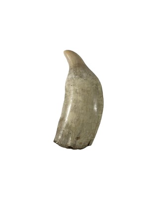 Lot 29 - Ø A 19TH CENTURY WHALE'S TOOTH