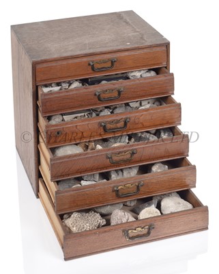 Lot 343 - A VICTORIAN COLLECTORS MARINE SPECIMEN CHEST