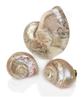 Lot 200 - A NAUTILUS SHELL ETCHED BY C.H. WOOD, 19TH...